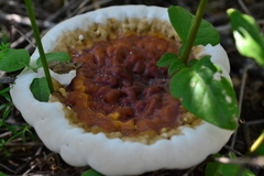 Ganoderma lucidum