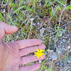 Senecio californicus