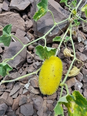 Cucumis dipsaceus
