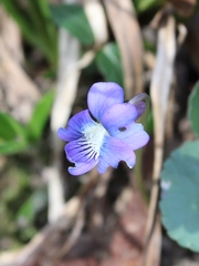 Viola sororia