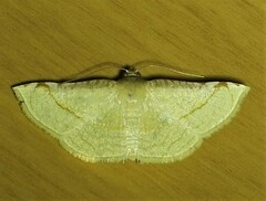 Addaea subtessellata