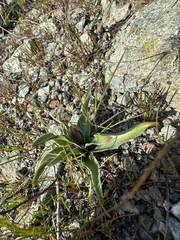 Fritillaria pluriflora