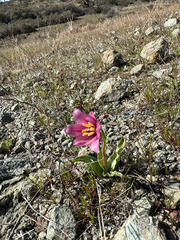 Fritillaria pluriflora