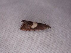 Dichrorampha simulana