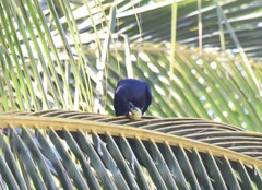 Corvus sinaloae