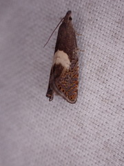 Dichrorampha simulana