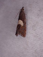 Dichrorampha simulana