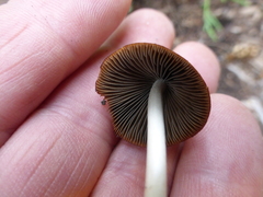 Psathyrella atrospora