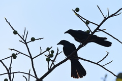 Corvus sinaloae