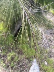 Casuarina cunninghamiana