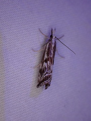 Catoptria oregonicus