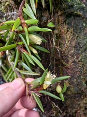 Maxillaria uncata