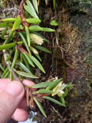 Maxillaria uncata
