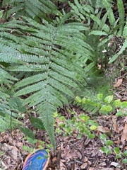 Christella parasitica