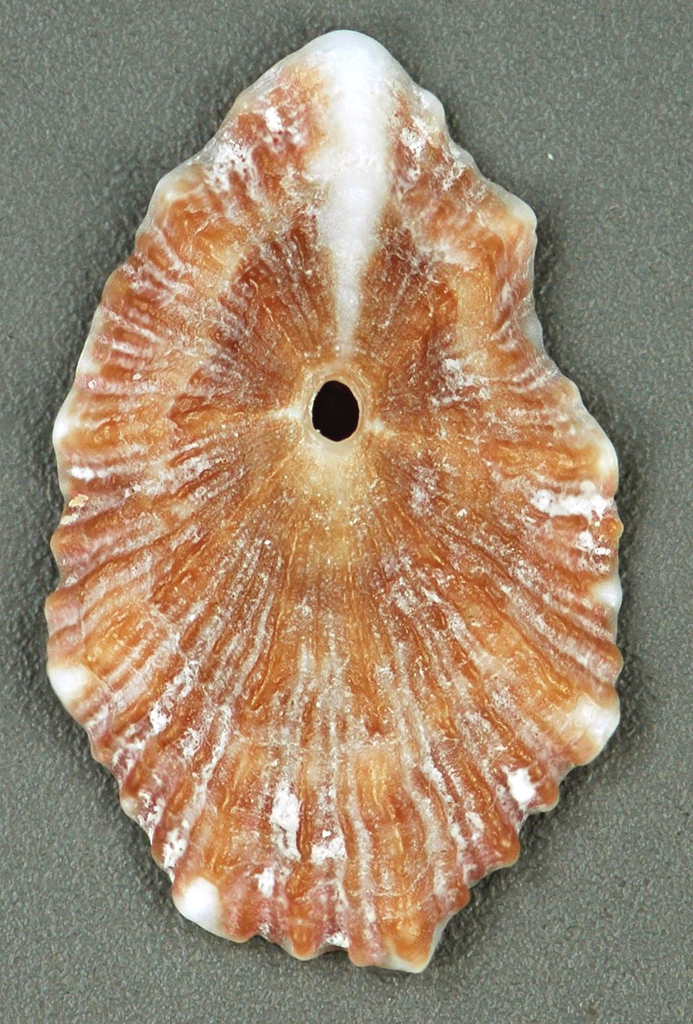 Narrow Keyhole Limpet
