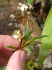Maxillaria uncata