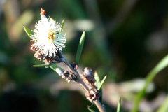 Melaleuca nodosa