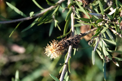 Melaleuca nodosa
