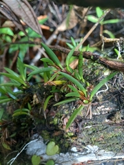 Maxillaria uncata