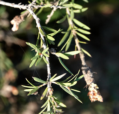 Melaleuca nodosa