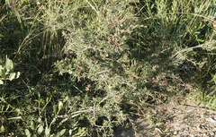 Melaleuca nodosa