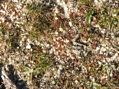 Biserrula pelecinus