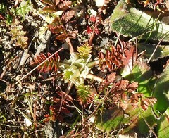 Erodium cicutarium