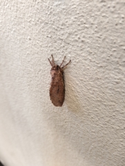 Elhamma australasiae