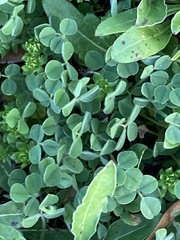Medicago lupulina