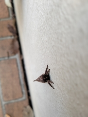 Elhamma australasiae