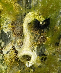 Spirobranchus cariniferus