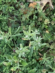 Buglossoides arvensis