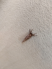 Elhamma australasiae