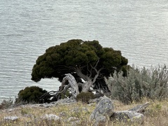 Melaleuca halmaturorum