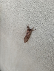 Elhamma australasiae