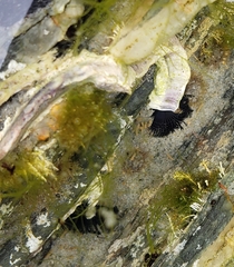 Spirobranchus cariniferus