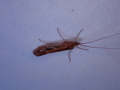 Limnephilus