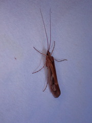 Limnephilus