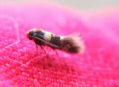 Nepticuloidea