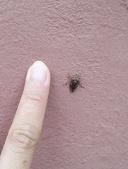 Stenocotis