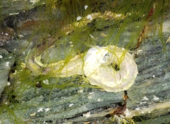 Spirobranchus cariniferus