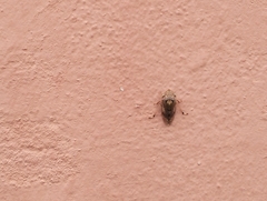Stenocotis
