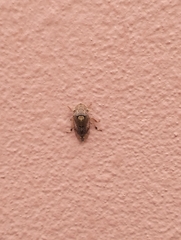 Stenocotis