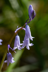 Hyacinthoides