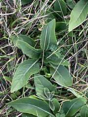 Silphium radula