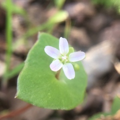 Claytonia parviflora