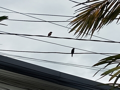 Lonchura atricapilla