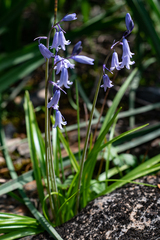 Hyacinthoides