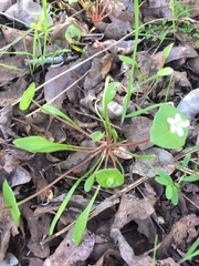 Claytonia parviflora