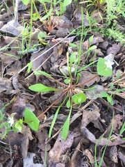 Claytonia parviflora